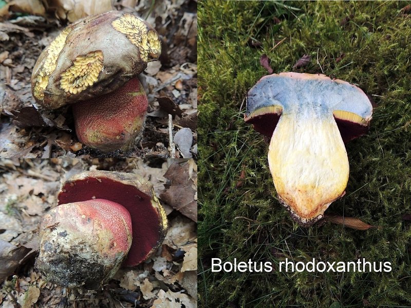 Rubroboletus rhodoxanthus-amf343.jpg - Rubroboletus rhodoxanthus ; Syn1: Boletus rhodoxanthus ; Syn2: Boletus purpureus var.rhodoxanthus ; Nom français: Bolet rouge et jaune